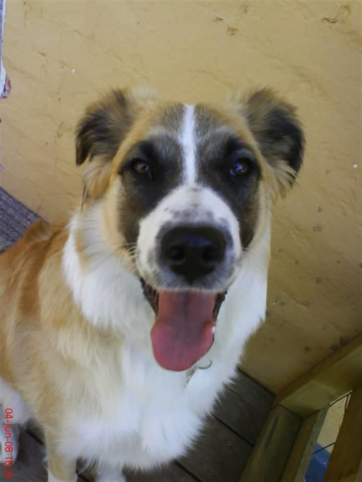 Blanding af racer Kira Cooper *R.I.P* - hey med dig billede 20