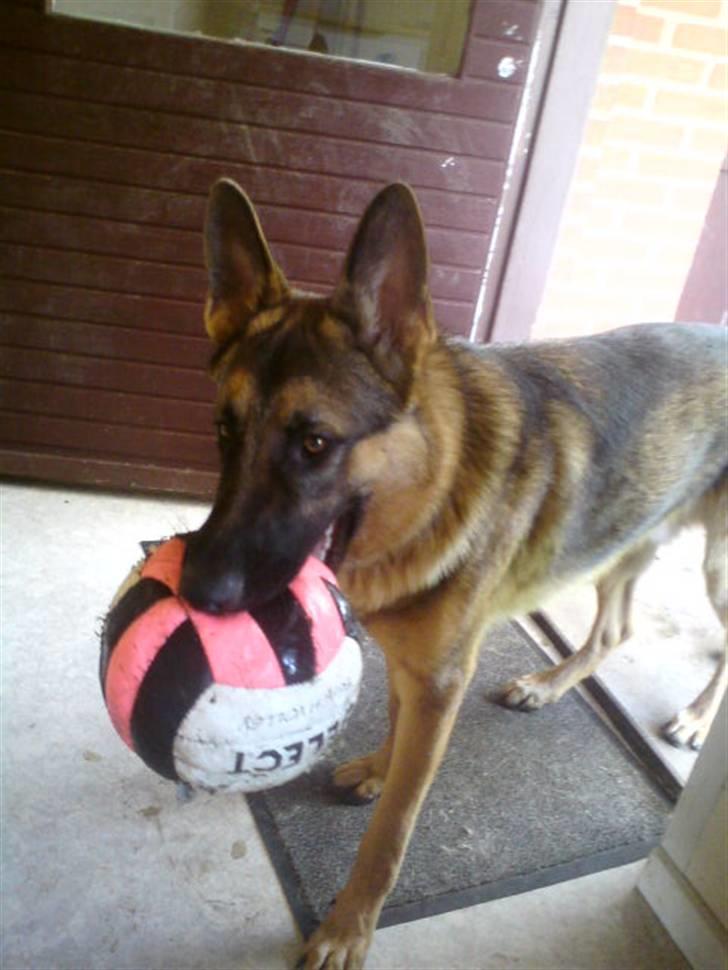 Schæferhund Simba - Pølse ! :b billede 5