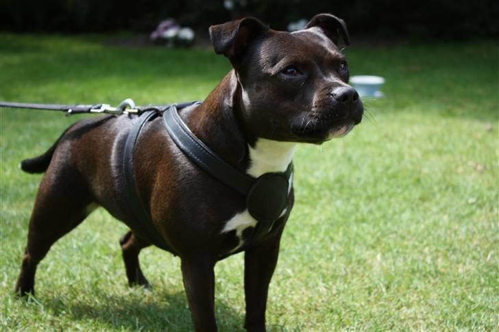 Staffordshire bull terrier Liva <3 - **NYT** 1. Juli 2009 billede 13