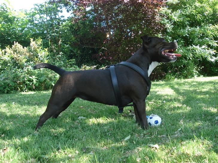 Staffordshire bull terrier Liva <3 - **NYT** 31. maj 2009 billede 14