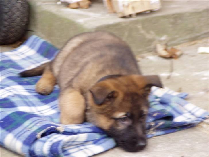 Schæferhund Simba - Baby Simba? (: billede 6