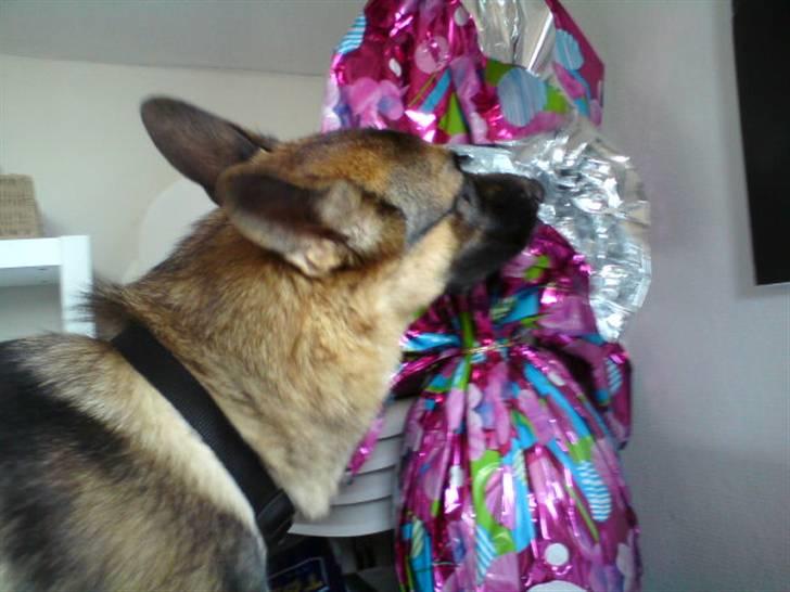 Schæferhund Simba - Påskeæg ?? :b billede 7