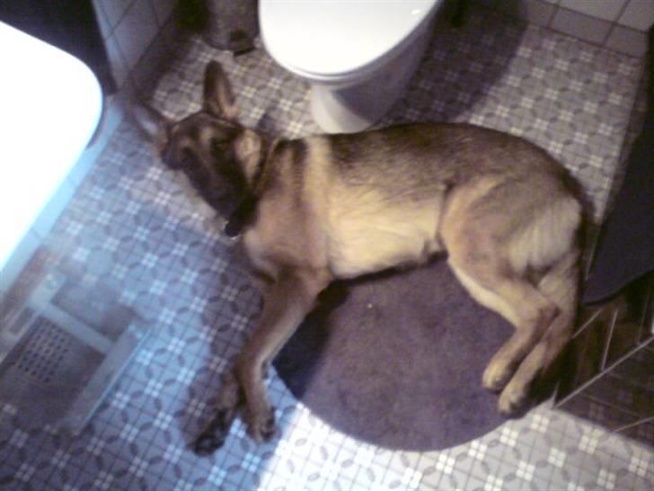 Schæferhund Simba - Afslapning, på toilettet ? :b billede 8