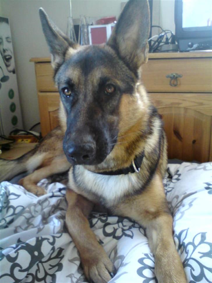 Schæferhund Simba - Flotte Fyr :D billede 9