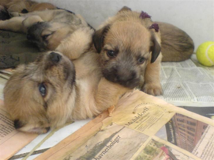 Irish Glen of Imaal Terrier Aiofe (Aifi) - Aifi som helt lille baby <3 billede 7