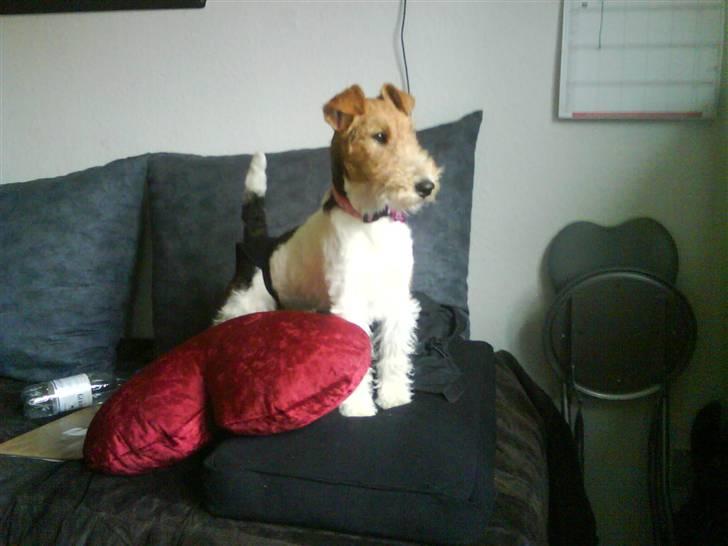 Ruhåret foxterrier Terrie billede 1