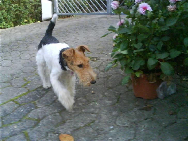 Ruhåret foxterrier Terrie billede 2