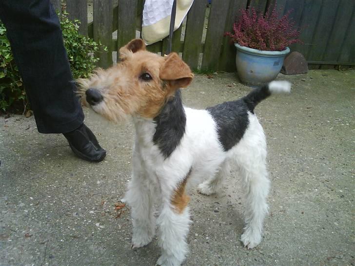 Ruhåret foxterrier Terrie billede 3