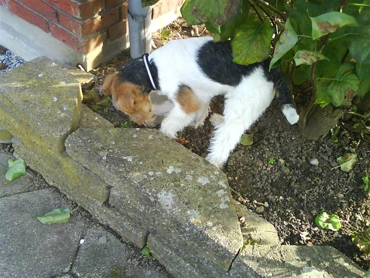 Ruhåret foxterrier Terrie billede 9