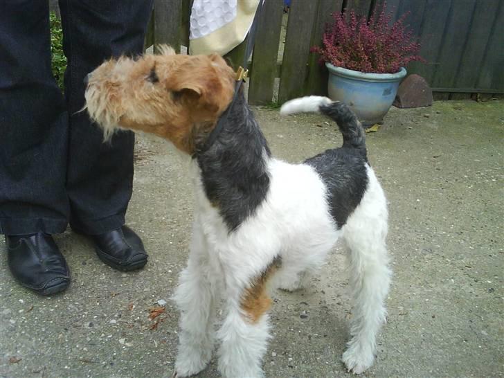 Ruhåret foxterrier Terrie billede 11