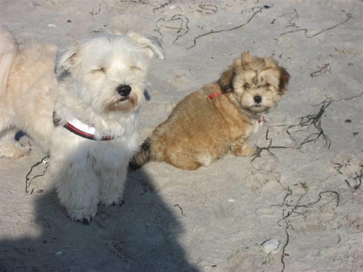 Bichon havanais Nelli billede 9