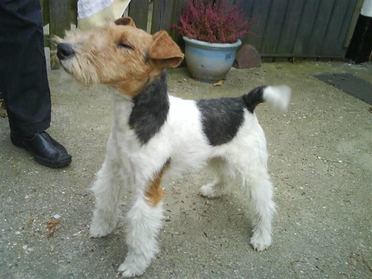 Ruhåret foxterrier Terrie billede 12