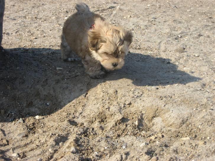 Bichon havanais Nelli billede 10