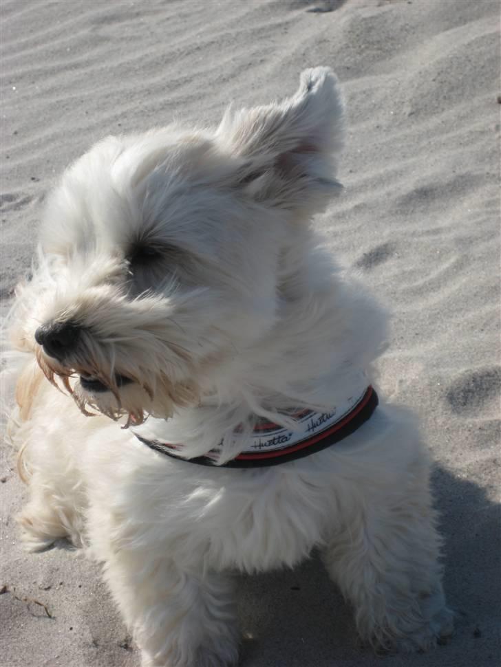 Bichon havanais Valborgs Flora (Lupe) billede 17