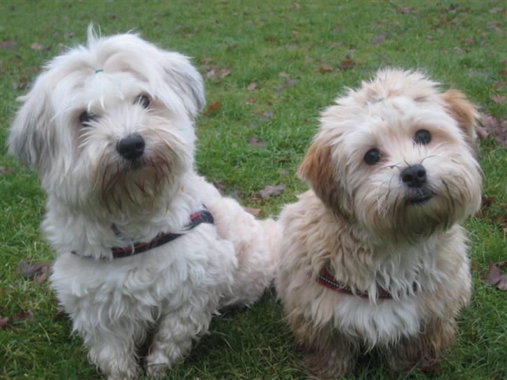 Bichon havanais Valborgs Flora (Lupe) billede 18