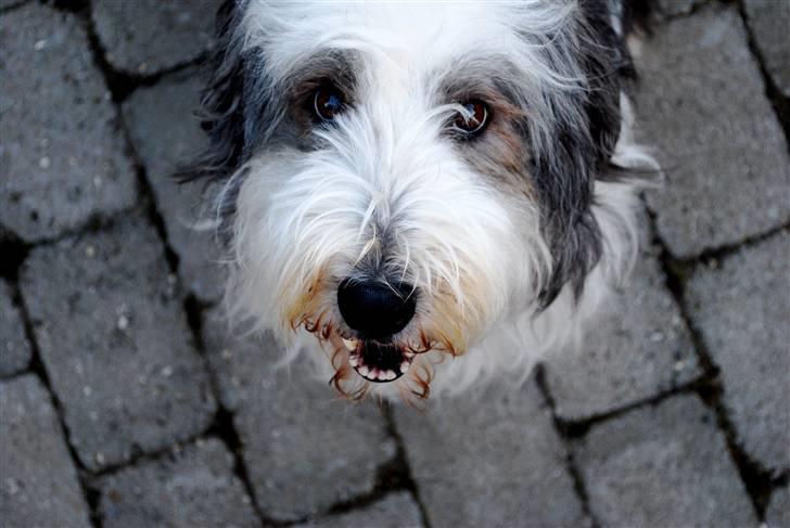 Bearded collie Nala R.I.P min kære billede 7