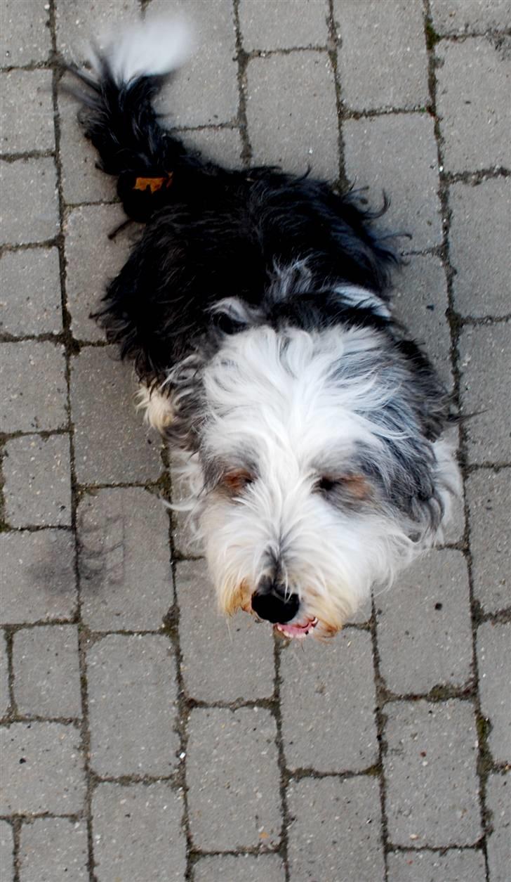 Bearded collie Nala R.I.P min kære - Jeg nyder øjeblikket et øjeblik! billede 8