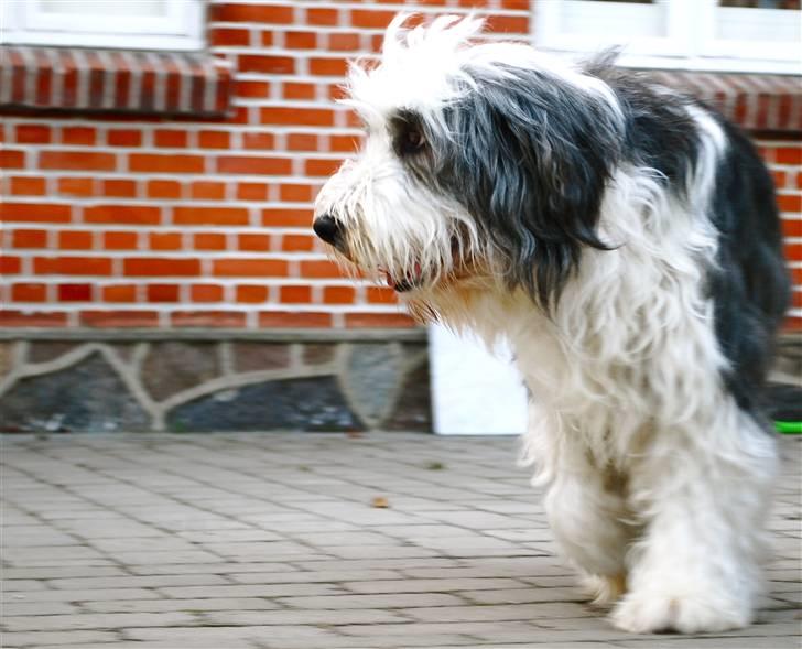 Bearded collie Nala R.I.P min kære billede 9