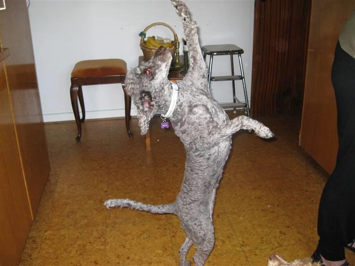 Mellempuddel Mille - jeg vil gøre alt for en godbid! billede 7