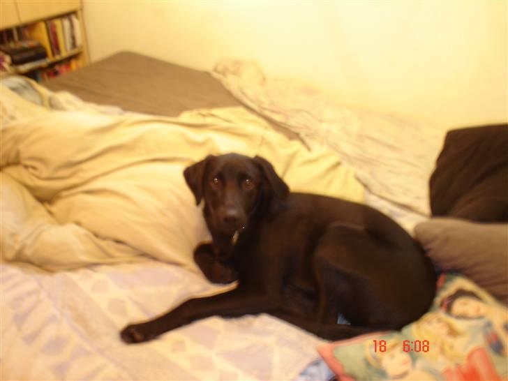 Blanding af racer Rollo R.I.P 19-02-09 - sengen er bare yndlingssted at slappe af... billede 3