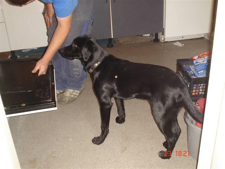 Blanding af racer Rollo R.I.P 19-02-09 - hjælper lige "far" med at lave mad;-) billede 4