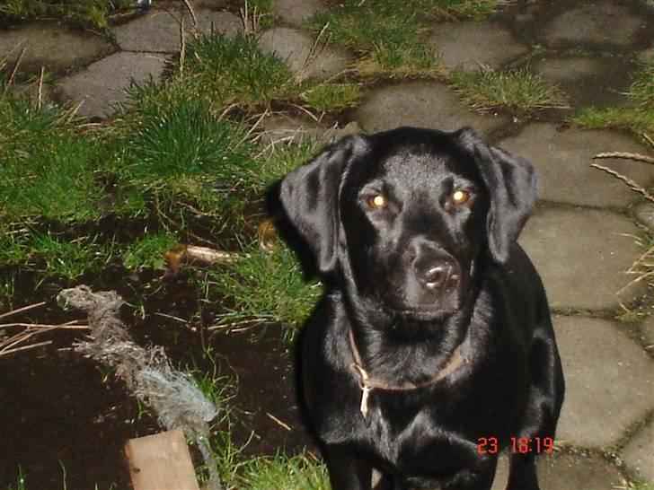 Blanding af racer Rollo R.I.P 19-02-09 - se hvor fit jeg kan sitte... billede 5