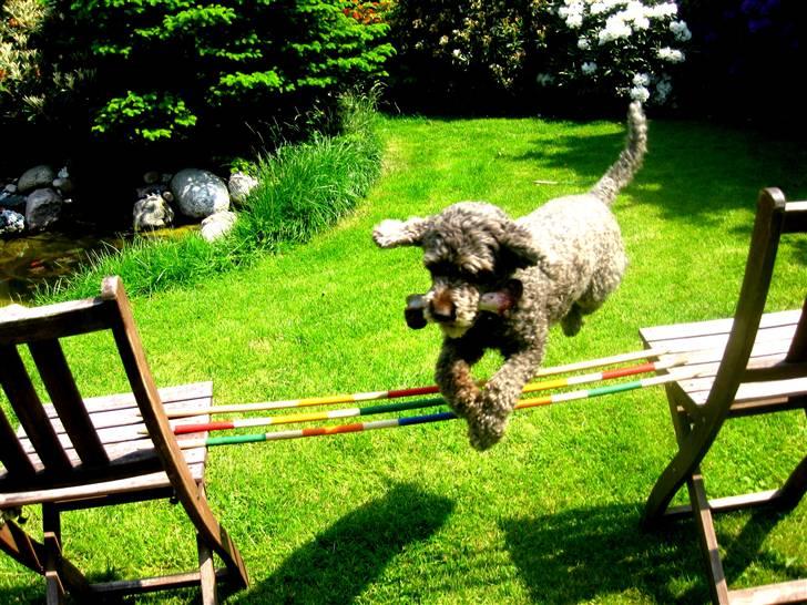 Mellempuddel Mille - hopla med ben i munden! billede 8