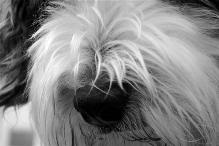 Bearded collie Nala R.I.P min kære billede 10