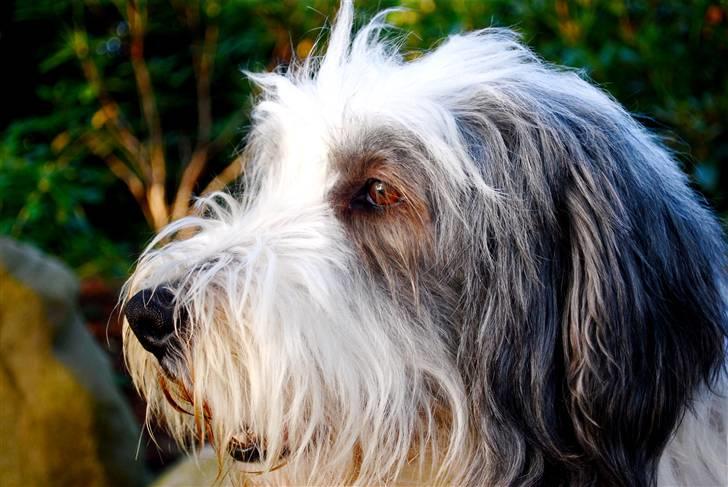 Bearded collie Nala R.I.P min kære billede 11