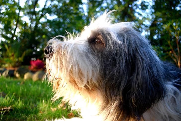 Bearded collie Nala R.I.P min kære - Duften i luften billede 12