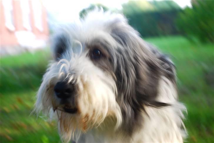 Bearded collie Nala R.I.P min kære - Der er stadig fyldt med liv i den gamle dame :) billede 13