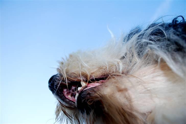 Bearded collie Nala R.I.P min kære billede 14