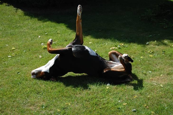 Grosser schweizer sennenhund bonita  billede 13