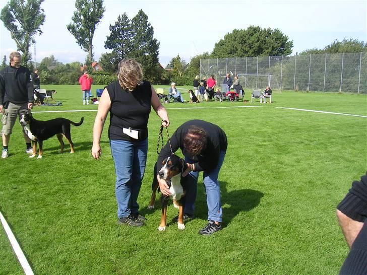 Grosser schweizer sennenhund von pedersen's angelika billede 13