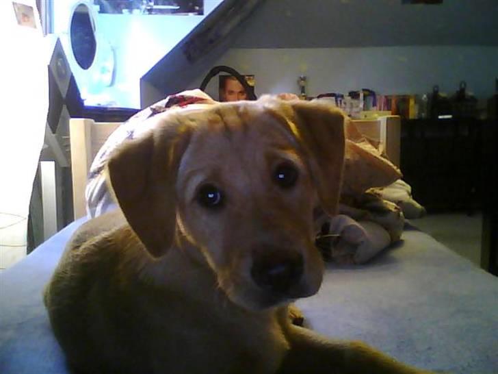 Labrador retriever Maggie - Maggie på værelset 23 billede 6