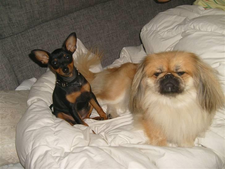 Dvaergpinscher Diva - Kaney og Diva hygger på dynen i sofaen :) billede 12