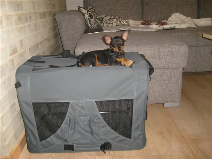 Dvaergpinscher Diva - Diva 9-10 uger billede 13