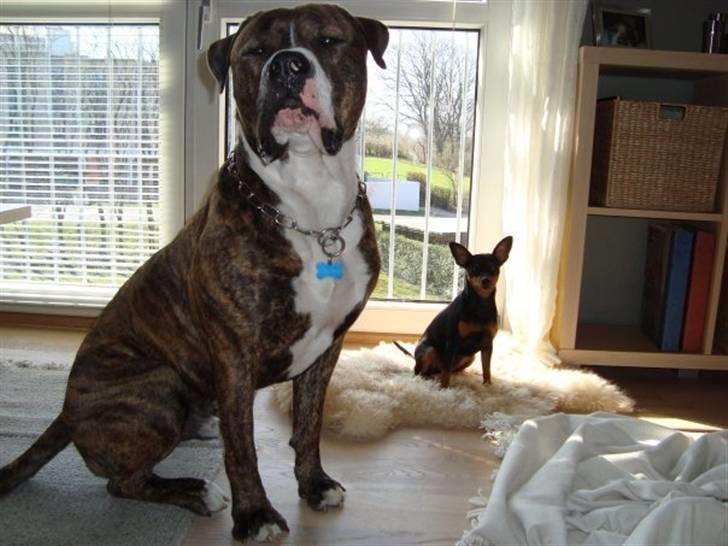 Dvaergpinscher Diva - Comso og Diva, total yndlings legekammerater billede 14