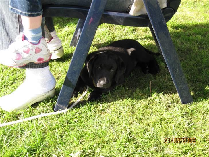 Labrador retriever Soukie - Godt med skygge billede 6