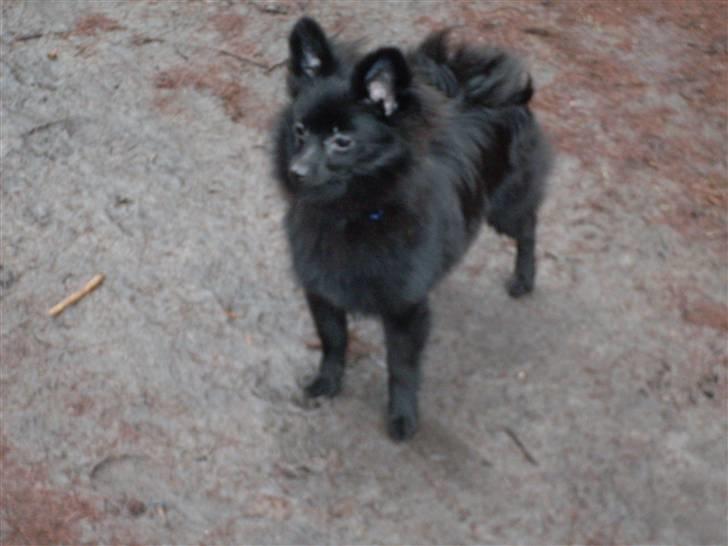 Pomeranian Mikkel billede 1