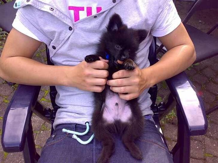 Pomeranian Mikkel billede 2