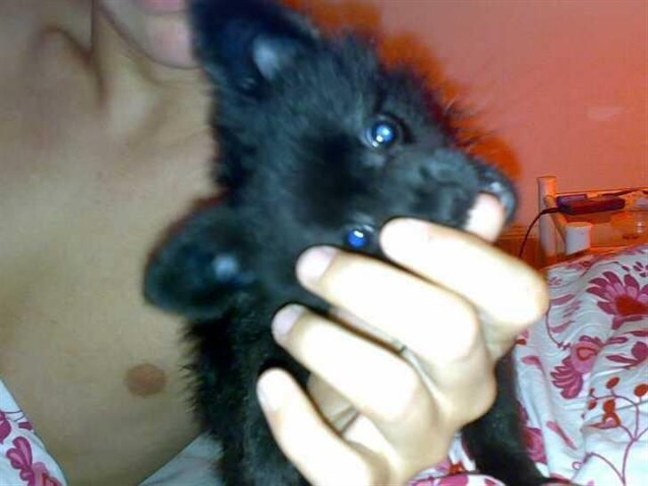 Pomeranian Mikkel billede 3