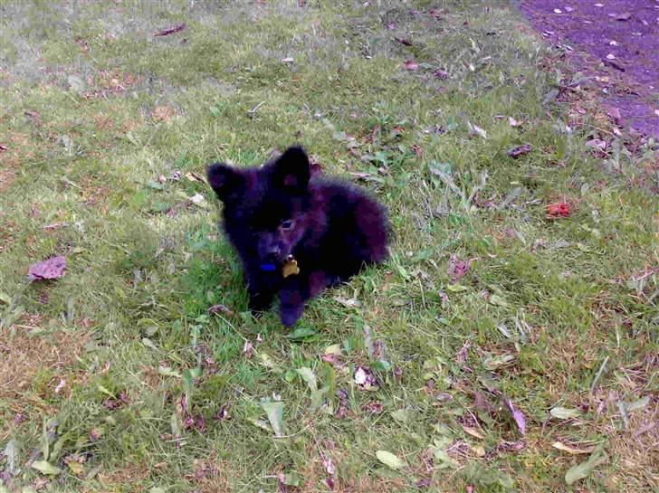 Pomeranian Mikkel billede 4