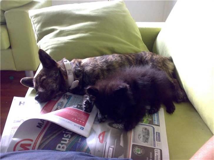 Pomeranian Mikkel billede 5