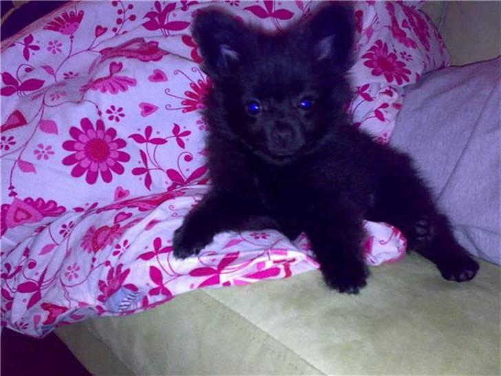 Pomeranian Mikkel billede 6