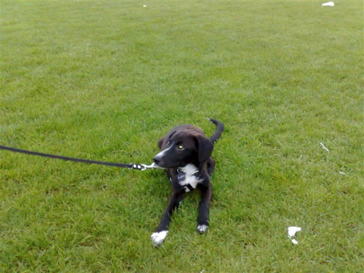 Blanding af racer Pappi billede 1