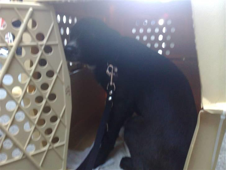 Blanding af racer Pappi - i lufthavnen lige da han var kommet ud af flyet billede 2