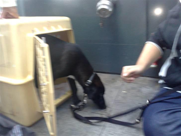 Blanding af racer Pappi - Første pote i Danmark billede 3