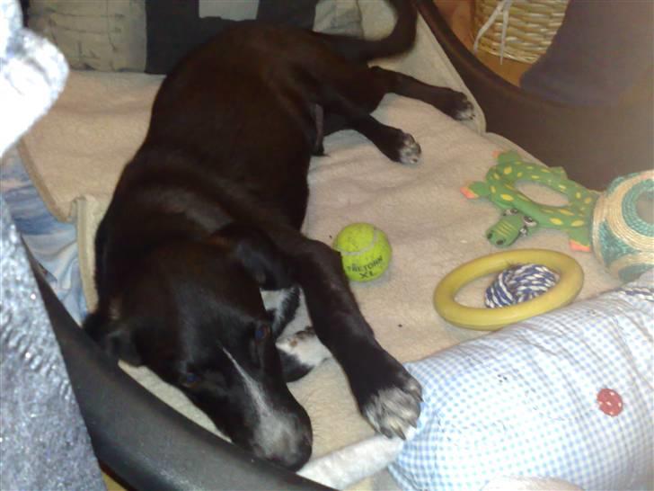 Blanding af racer Pappi - Træt efter en lang flyvetur billede 4