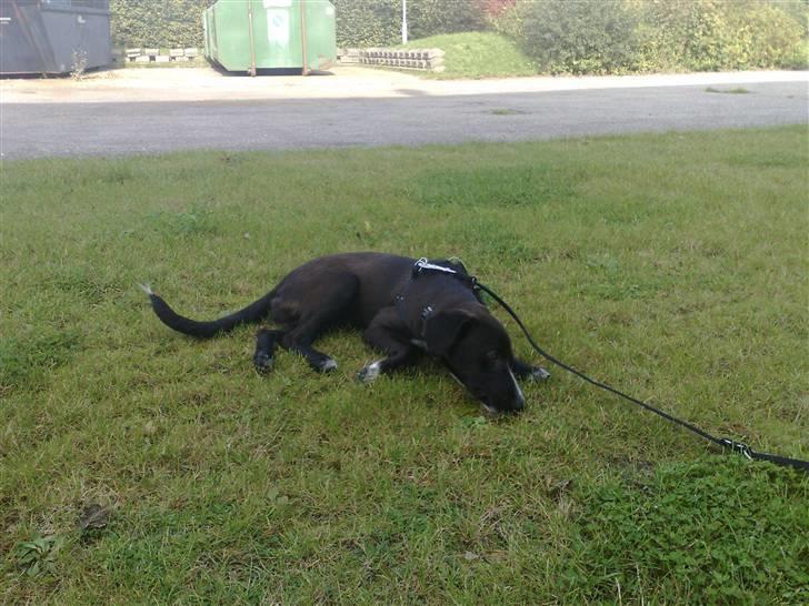 Blanding af racer Pappi billede 5